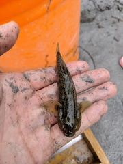 Rhinogobius gigas