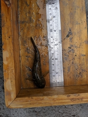 Rhinogobius gigas