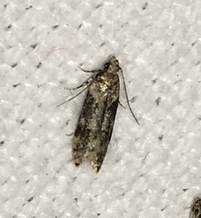 Chionodes mediofuscella