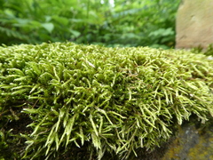Bryophyta