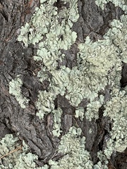 Flavoparmelia caperata