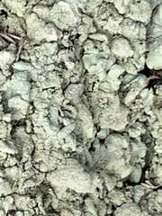 Flavoparmelia caperata