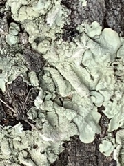 Flavoparmelia caperata