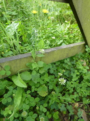 Lapsana communis
