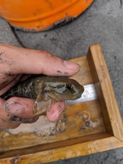 Sicyopterus japonicus