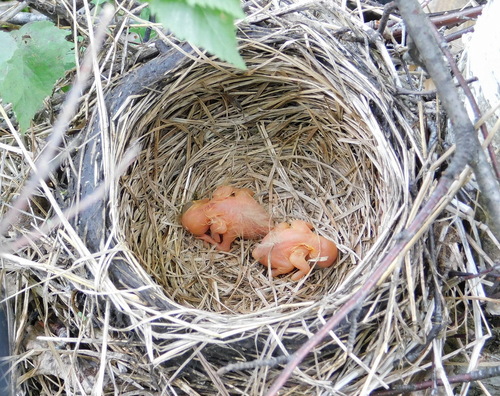 Black-throated Thrush