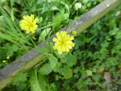 Lapsana communis