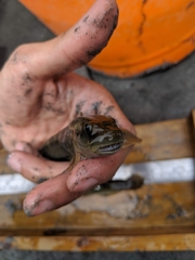 Sicyopterus japonicus