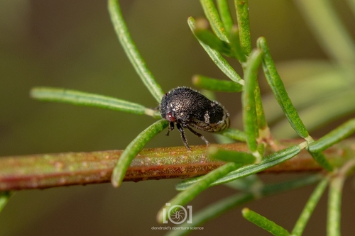 Three-spotted Treehopper photo 3