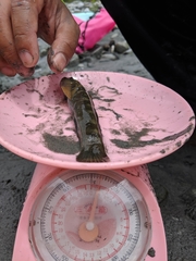 Sicyopterus japonicus