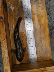 Sicyopterus japonicus