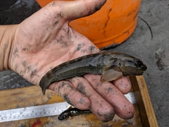 Sicyopterus japonicus