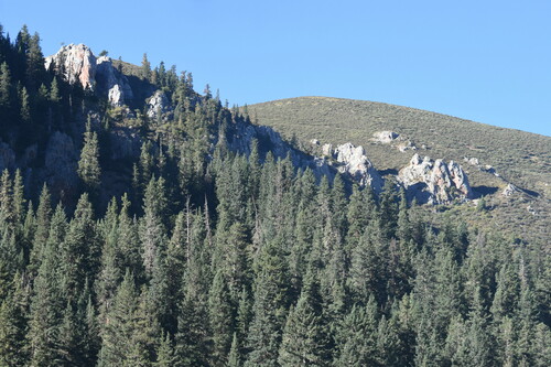 Picea likiangensis, 2024-08-22