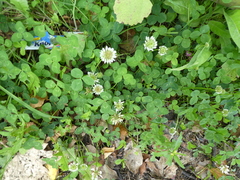 Trifolium repens