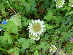 Trifolium repens