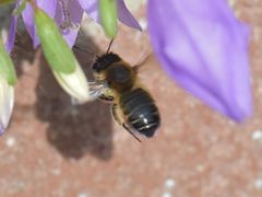 Megachile willughbiella