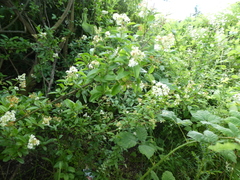 Angiospermae
