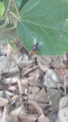 Chrysomya megacephala