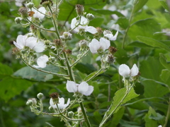 Angiospermae