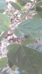 Chrysomya megacephala