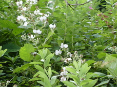 Angiospermae