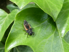 Harmonia axyridis