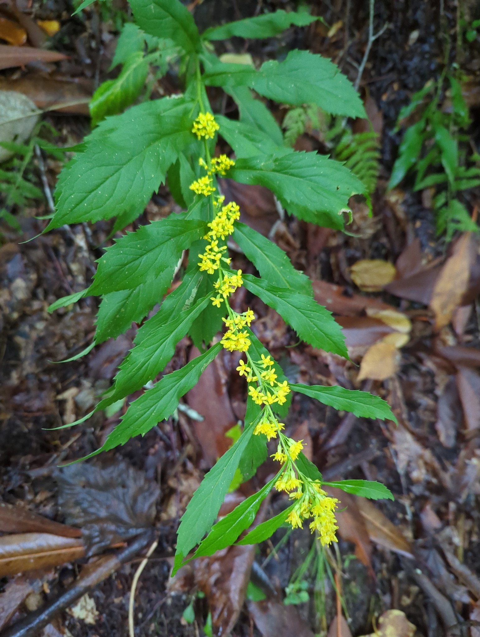 Solidago curtisii