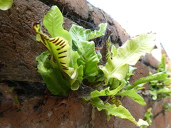 Asplenium scolopendrium