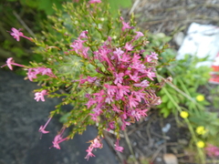 Centranthus ruber
