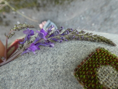 Linaria purpurea