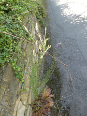 Linaria purpurea