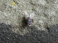 Diptera