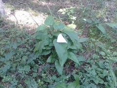 Saussurea controversa