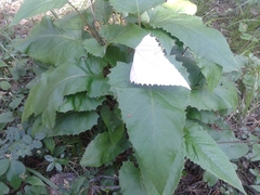 Saussurea controversa