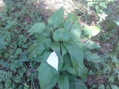 Saussurea controversa