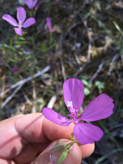 Clarkia dudleyana