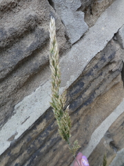Poaceae