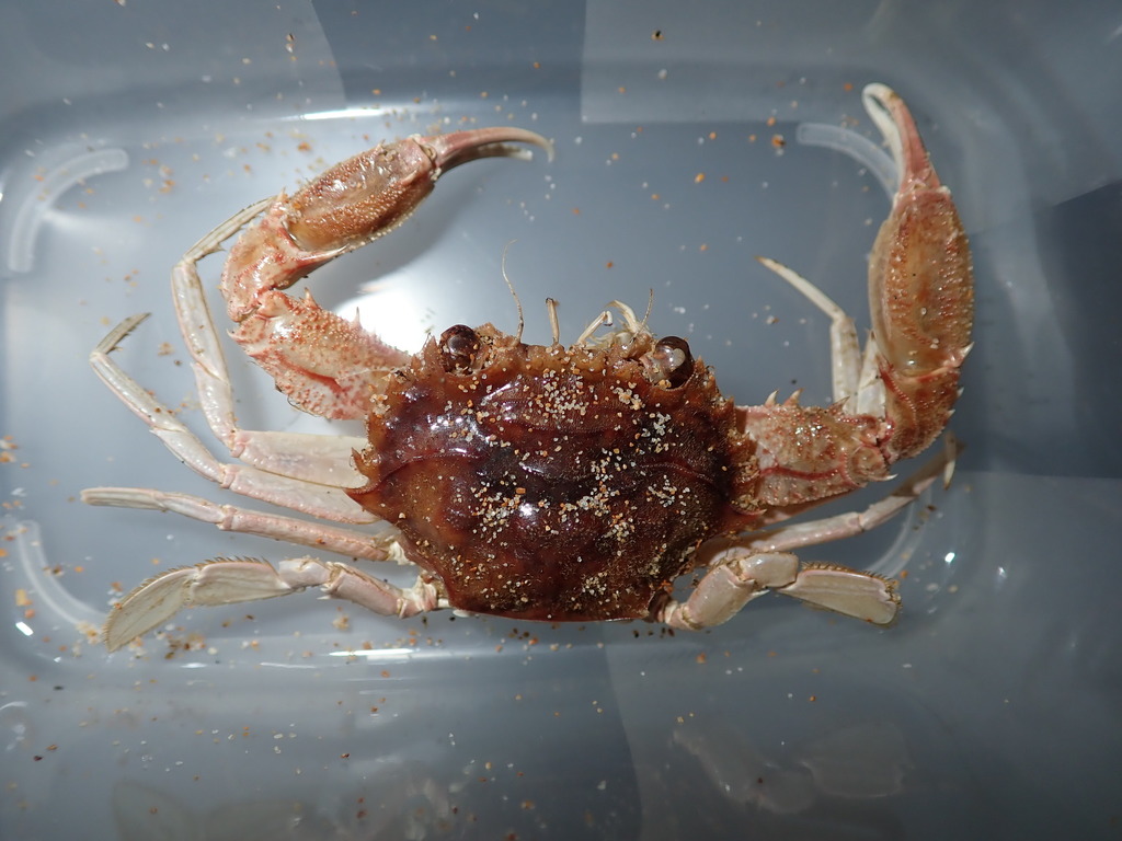 Gonioneptunus