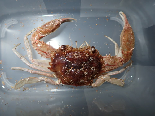 Charybdis bimaculata