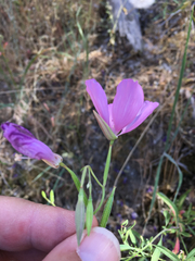 Clarkia dudleyana