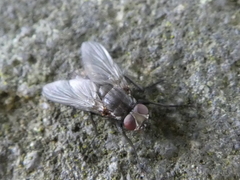 Diptera