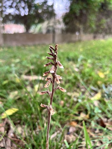 Image of Cyclopogon elatus by (c) Virginia Y. Mogni, some rights reserved (CC BY)
