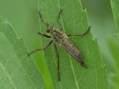 Eutolmus rufibarbis