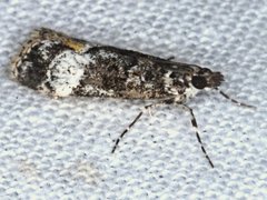 Eudonia protorthra