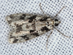 Scoparia axiolecta