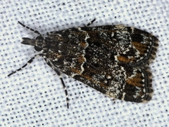 Eudonia protorthra