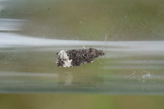 Apotomis sauciana