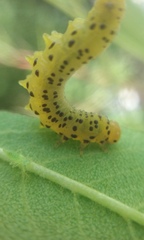 Pristiphora geniculata