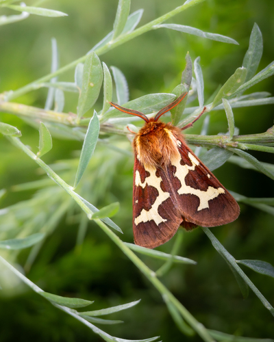 Arctia dejeani