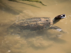 Mauremys leprosa leprosa